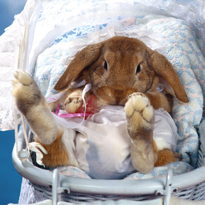 the rabbit lying on the prams