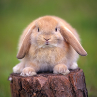 the rabbit on the stumps