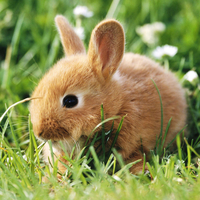 the rabbit on the grass