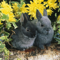 two grey rabbits