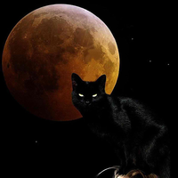 black cat in the evening