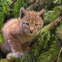 brown cat