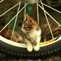 cat on the wheel