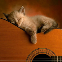cat sleepin g on the guitar