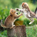 fighting cats