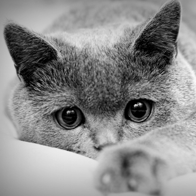 grey cat