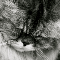 grey cat sleeping