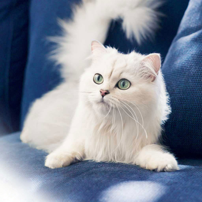 persian cat