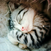 sleeping little cat