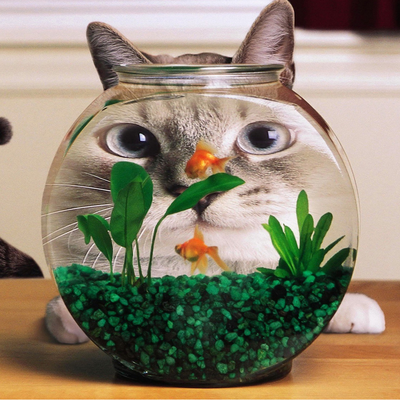 the glass cat