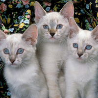 three cat brothers