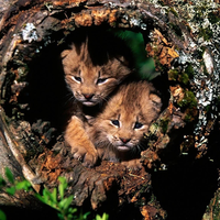 two cats in the stump