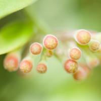 beads flowers