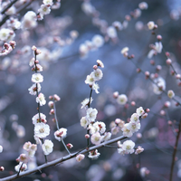 beauty plum flowers