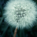 big dandelion