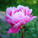 big pink peony