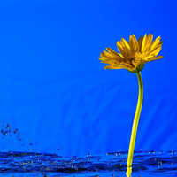 chrysanthemum indicum