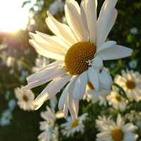 big white sunflowers