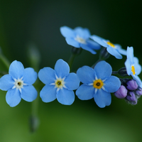 blue flowers