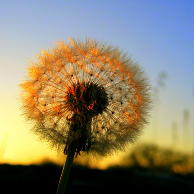 dandelion