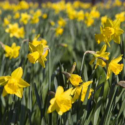 daffodil