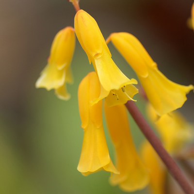 Enkianthus