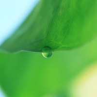 dewdrop under the leaf