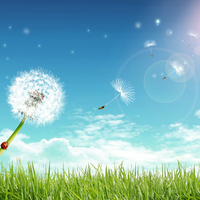 flying dandelion