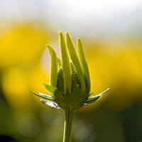 flower in bud