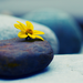 flower on the stone