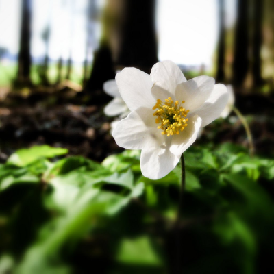 forest flowers