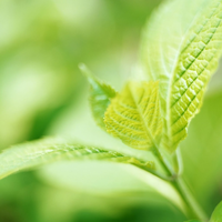 fresh green leaves