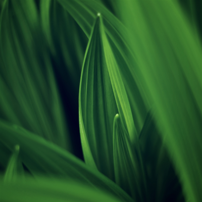 green leaves