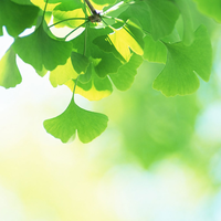 green leaves in the morning