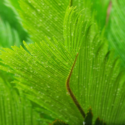 green fern