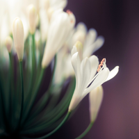 little white flowers