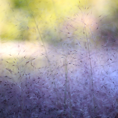 light purple flowers