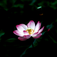 lotus