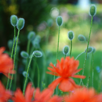 lovely flowers