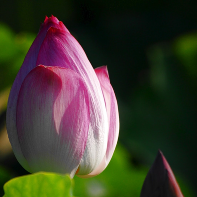 lotus bud