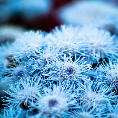 lots of blue flowers