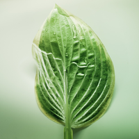 moist leaf