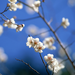 nice plum flowers