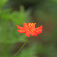 one orange flower