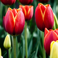 nice tulips