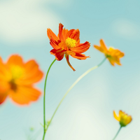 orange flowers