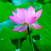 one pink lotus