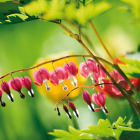 pink enkianthus