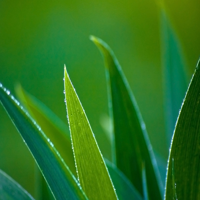 pineapple leaves