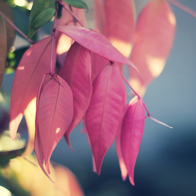 pink leaf flowers